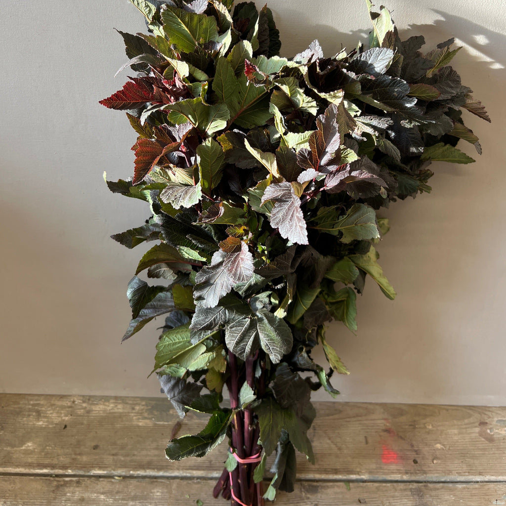 Norfolk Physocarpus Diabolo x 10 stems