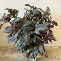 Norfolk Physocarpus Diabolo x 10 stems