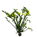 IMPORT - Freesia - White  - 10 Stems