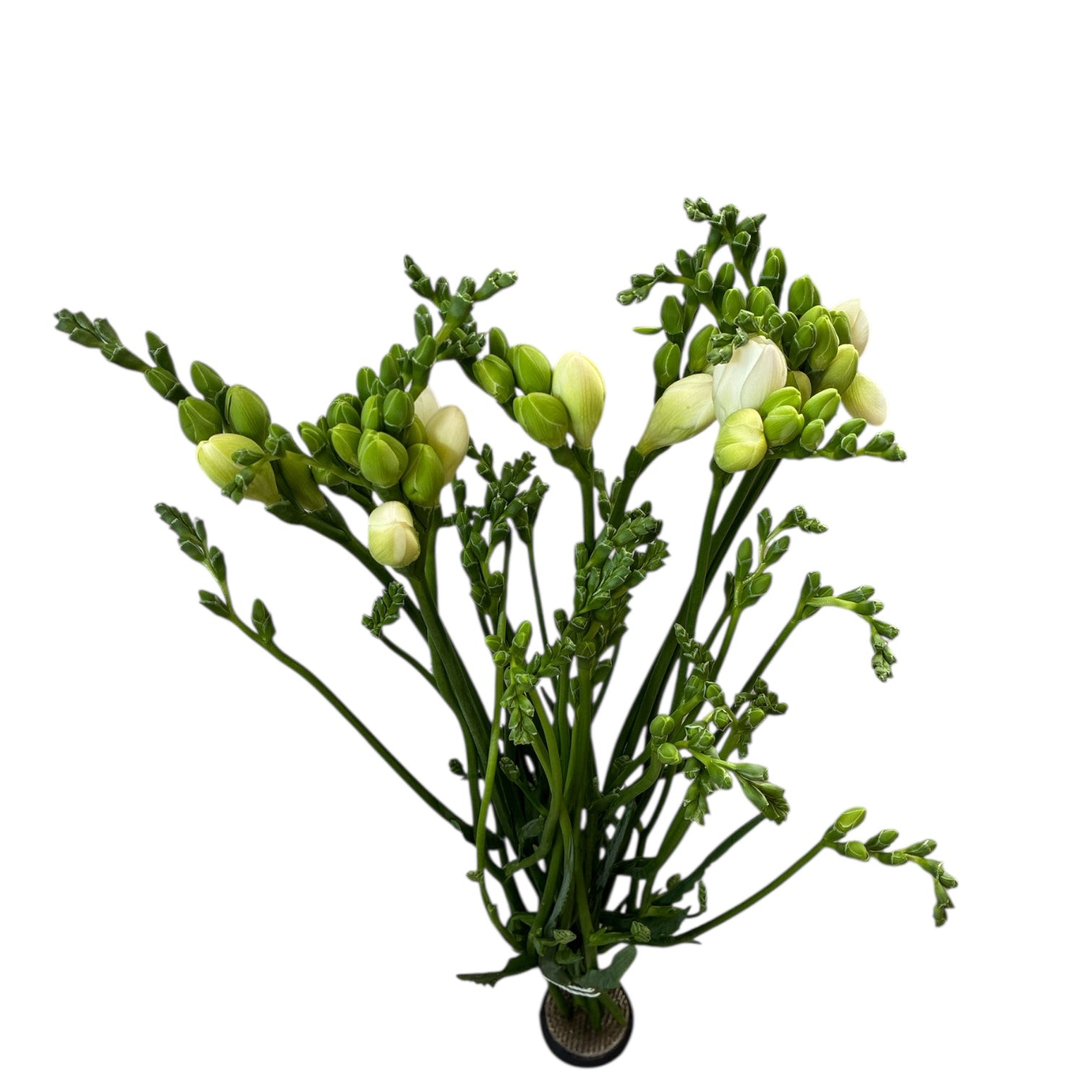 IMPORT - Freesia - White  - 10 Stems