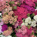 Achillea - MULTI - Pastel Mix 50-60cm - (10 or 50 stems)