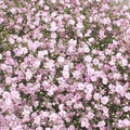 Gypsophila - PINK - My Pink 70-80cm - (25 Stems or 100 Stems Box Offer)